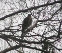 Sparrowhawk