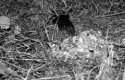 Common Shrew