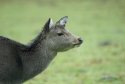 Sika Deer