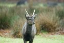 Sika Deer