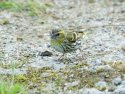 Siskin
