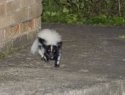 Striped Skunk