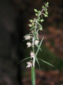 Narrow-lipped Helleborine
