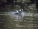 Smew