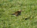 Song Thrush