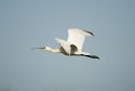 Spoonbill