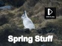 Spring Stuff