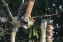 Grey Squirrel