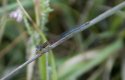 Small red damselfly