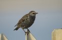 Starling