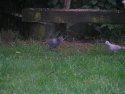 Stock Dove