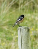 Stonechat