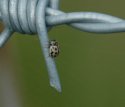 Sixteen Spot Ladybird