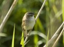 Sedge Warbler
