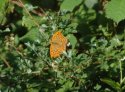 Silver Washed Fritillary