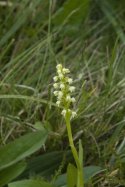 Small White Orchid