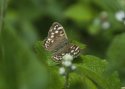 Speckled Wood