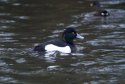 Tufted Duck