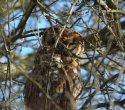 Tawny Owl