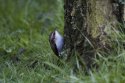 Treecreeper