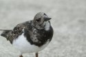 Turnstone