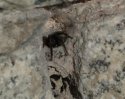 Tube Web Spider