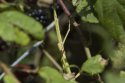 Unarmed Stick Insect