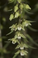 Violet Helleborine