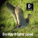 Dodgey Digiscoped