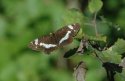 White Admiral