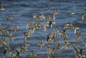 Waders