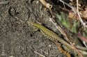 Wall Lizard