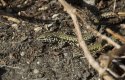 Wall Lizard
