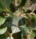 Willow Emerald