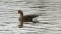 White Fronted Goose