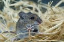 Wood Mouse