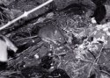 Wood Mouse