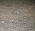 Wood Sandpiper