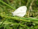Wood White