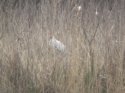 White Pheasant