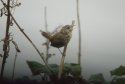 Wren