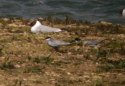 Whiskered Tern