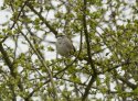 White Throated Sparrow