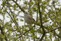 White Throated Sparrow