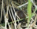 Water Vole