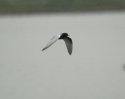White Winged Black Tern
