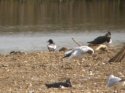 White Winged Black Tern