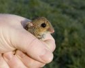Yellow Necked Mouse