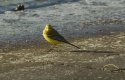 Yellow Wagtail