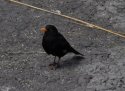 Blackbird